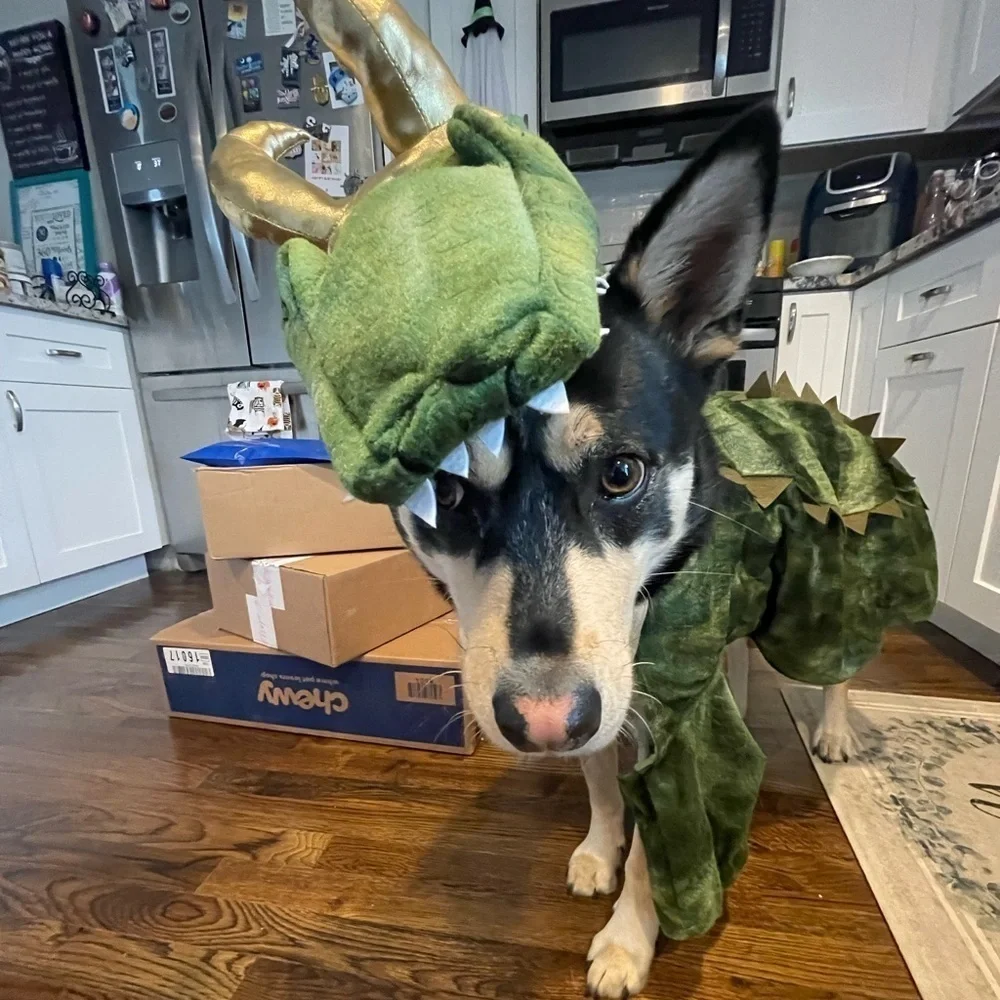 Alligator Loki large dog costume Halloween
